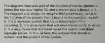 The diagram illustrates part of the function of the lac operon. It shows the operator region (O) and a protein that is bound to it. The diagram also shows the enzyme RNA polymerase. What is the function of the protein that is bound to the operator region? A. It is a repressor protein that stops transcription from occurring. B. It is an enzyme that will allow transcription to occur. C. It is an enzyme that will break apart the operon into three separate pieces. D. It is lactase, the enzyme that dissolves lactose, and the product of the operon.