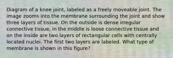 Diagram of a knee joint, labeled as a freely moveable joint. The image zooms into the membrane surrounding the joint and show three layers of tissue. On the outside is dense irregular connective tissue, in the middle is loose connective tissue and on the inside are two layers of rectangular cells with centrally located nuclei. The first two layers are labeled. What type of membrane is shown in this figure?