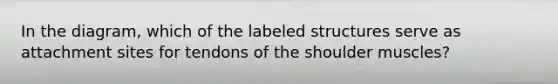 In the diagram, which of the labeled structures serve as attachment sites for tendons of the shoulder muscles?