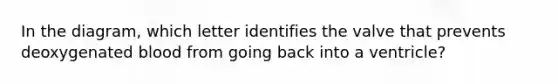 In the diagram, which letter identifies the valve that prevents deoxygenated blood from going back into a ventricle?