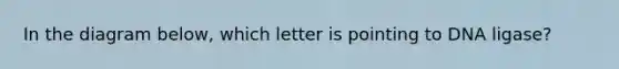 In the diagram below, which letter is pointing to DNA ligase?