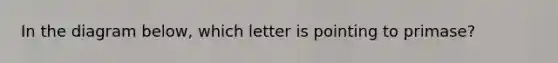 In the diagram below, which letter is pointing to primase?