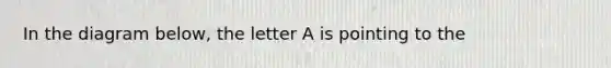 In the diagram below, the letter A is pointing to the