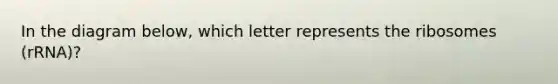 In the diagram below, which letter represents the ribosomes (rRNA)?