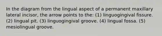 In the diagram from the lingual aspect of a permanent maxillary lateral incisor, the arrow points to the: (1) linguogingival fissure. (2) lingual pit. (3) linguogingival groove. (4) lingual fossa. (5) mesiolingual groove.