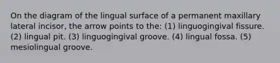 On the diagram of the lingual surface of a permanent maxillary lateral incisor, the arrow points to the: (1) linguogingival fissure. (2) lingual pit. (3) linguogingival groove. (4) lingual fossa. (5) mesiolingual groove.