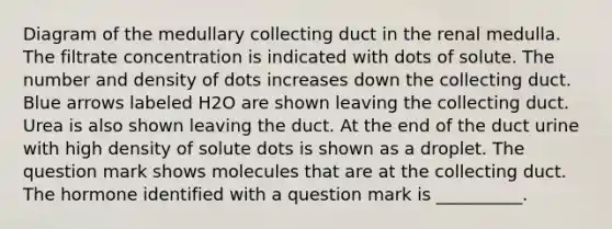 Diagram of the medullary collecting duct in the renal medulla. The filtrate concentration is indicated with dots of solute. The number and density of dots increases down the collecting duct. Blue arrows labeled H2O are shown leaving the collecting duct. Urea is also shown leaving the duct. At the end of the duct urine with high density of solute dots is shown as a droplet. The question mark shows molecules that are at the collecting duct. The hormone identified with a question mark is __________.