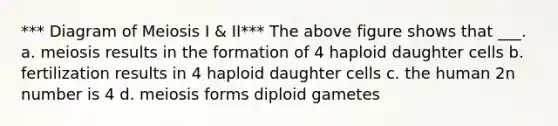 *** Diagram of Meiosis I & II*** The above figure shows that ___. a. meiosis results in the formation of 4 haploid daughter cells b. fertilization results in 4 haploid daughter cells c. the human 2n number is 4 d. meiosis forms diploid gametes