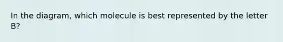 In the diagram, which molecule is best represented by the letter B?