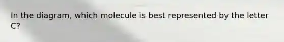 In the diagram, which molecule is best represented by the letter C?