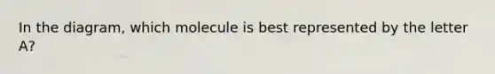 In the diagram, which molecule is best represented by the letter A?