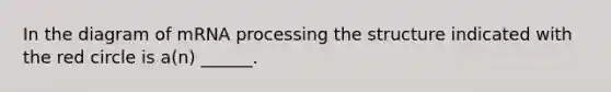In the diagram of m<a href='https://www.questionai.com/knowledge/kapY3KpASG-rna-processing' class='anchor-knowledge'>rna processing</a> the structure indicated with the red circle is a(n) ______.