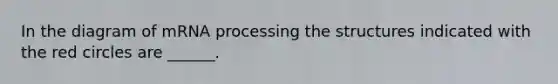 In the diagram of mRNA processing the structures indicated with the red circles are ______.