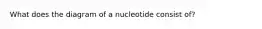 What does the diagram of a nucleotide consist of?