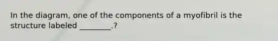 In the diagram, one of the components of a myofibril is the structure labeled ________.?