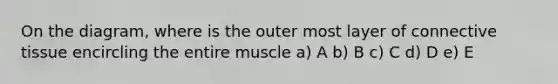 On the diagram, where is the outer most layer of connective tissue encircling the entire muscle a) A b) B c) C d) D e) E