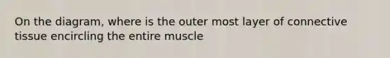 On the diagram, where is the outer most layer of connective tissue encircling the entire muscle