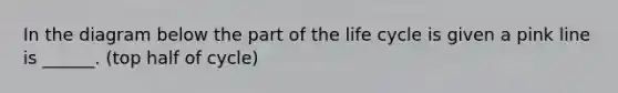 In the diagram below the part of the life cycle is given a pink line is ______. (top half of cycle)