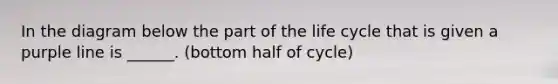 In the diagram below the part of the life cycle that is given a purple line is ______. (bottom half of cycle)