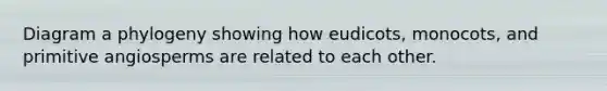Diagram a phylogeny showing how eudicots, monocots, and primitive angiosperms are related to each other.
