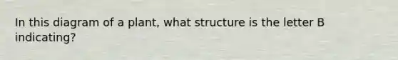 In this diagram of a plant, what structure is the letter B indicating?