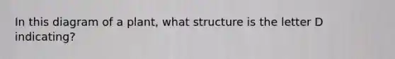 In this diagram of a plant, what structure is the letter D indicating?