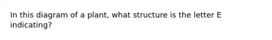 In this diagram of a plant, what structure is the letter E indicating?