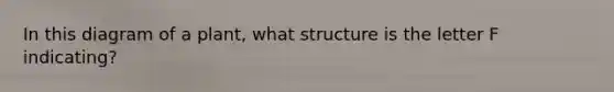 In this diagram of a plant, what structure is the letter F indicating?