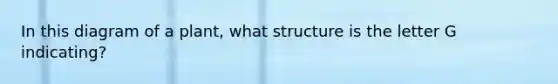 In this diagram of a plant, what structure is the letter G indicating?