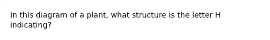 In this diagram of a plant, what structure is the letter H indicating?