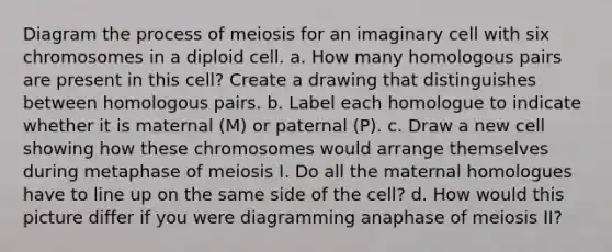 Diagram the process of meiosis for an imaginary cell with six chromosomes in a diploid cell. a. How many homologous pairs are present in this cell? Create a drawing that distinguishes between homologous pairs. b. Label each homologue to indicate whether it is maternal (M) or paternal (P). c. Draw a new cell showing how these chromosomes would arrange themselves during metaphase of meiosis I. Do all the maternal homologues have to line up on the same side of the cell? d. How would this picture differ if you were diagramming anaphase of meiosis II?