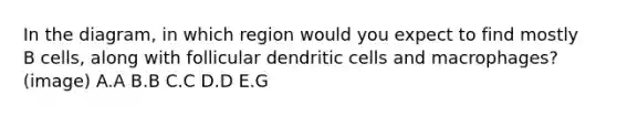 In the diagram, in which region would you expect to find mostly B cells, along with follicular dendritic cells and macrophages? (image) A.A B.B C.C D.D E.G