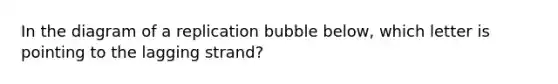 In the diagram of a replication bubble below, which letter is pointing to the lagging strand?