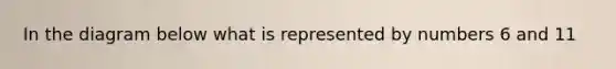 In the diagram below what is represented by numbers 6 and 11