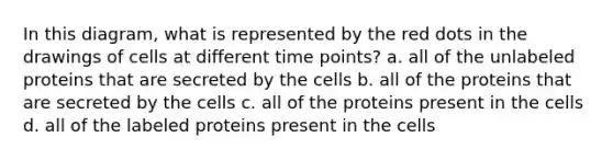 In this diagram, what is represented by the red dots in the drawings of cells at different time points? a. all of the unlabeled proteins that are secreted by the cells b. all of the proteins that are secreted by the cells c. all of the proteins present in the cells d. all of the labeled proteins present in the cells