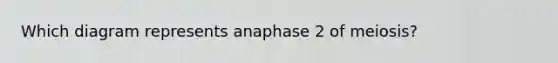 Which diagram represents anaphase 2 of meiosis?