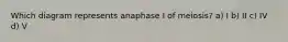 Which diagram represents anaphase I of meiosis? a) I b) II c) IV d) V