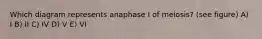 Which diagram represents anaphase I of meiosis? (see figure) A) I B) II C) IV D) V E) VI