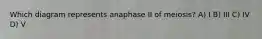 Which diagram represents anaphase II of meiosis? A) I B) III C) IV D) V