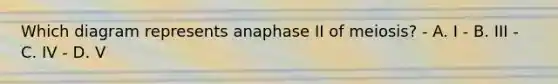 Which diagram represents anaphase II of meiosis? - A. I - B. III - C. IV - D. V