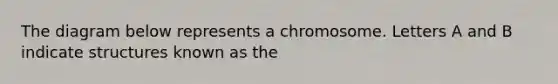 The diagram below represents a chromosome. Letters A and B indicate structures known as the