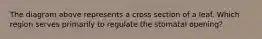 The diagram above represents a cross section of a leaf. Which region serves primarily to regulate the stomatal opening?