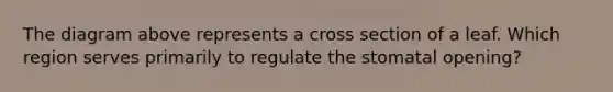 The diagram above represents a cross section of a leaf. Which region serves primarily to regulate the stomatal opening?