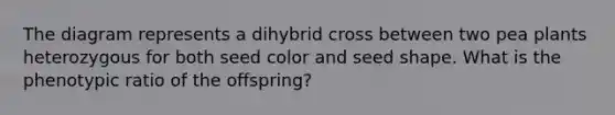 The diagram represents a dihybrid cross between two pea plants heterozygous for both seed color and seed shape. What is the phenotypic ratio of the offspring?