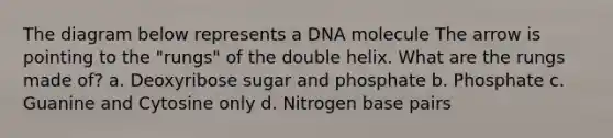 The diagram below represents a DNA molecule The arrow is pointing to the "rungs" of the double helix. What are the rungs made of? a. Deoxyribose sugar and phosphate b. Phosphate c. Guanine and Cytosine only d. Nitrogen base pairs