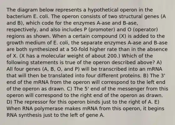 The diagram below represents a hypothetical operon in the bacterium E. coli. The operon consists of two structural genes (A and B), which code for the enzymes A-ase and B-ase, respectively, and also includes P (promoter) and O (operator) regions as shown. When a certain compound (X) is added to the growth medium of E. coli, the separate enzymes A-ase and B-ase are both synthesized at a 50-fold higher rate than in the absence of X. (X has a molecular weight of about 200.) Which of the following statements is true of the operon described above? A) All four genes (A, B, O, and P) will be transcribed into an mRNA that will then be translated into four different proteins. B) The 3' end of the mRNA from the operon will correspond to the left end of the operon as drawn. C) The 5' end of the messenger from this operon will correspond to the right end of the operon as drawn. D) The repressor for this operon binds just to the right of A. E) When RNA polymerase makes mRNA from this operon, it begins RNA synthesis just to the left of gene A.