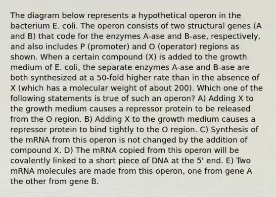 The diagram below represents a hypothetical operon in the bacterium E. coli. The operon consists of two structural genes (A and B) that code for the enzymes A-ase and B-ase, respectively, and also includes P (promoter) and O (operator) regions as shown. When a certain compound (X) is added to the growth medium of E. coli, the separate enzymes A-ase and B-ase are both synthesized at a 50-fold higher rate than in the absence of X (which has a molecular weight of about 200). Which one of the following statements is true of such an operon? A) Adding X to the growth medium causes a repressor protein to be released from the O region. B) Adding X to the growth medium causes a repressor protein to bind tightly to the O region. C) Synthesis of the mRNA from this operon is not changed by the addition of compound X. D) The mRNA copied from this operon will be covalently linked to a short piece of DNA at the 5' end. E) Two mRNA molecules are made from this operon, one from gene A the other from gene B.