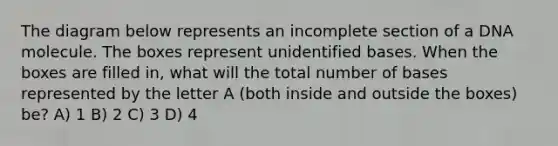 The diagram below represents an incomplete section of a DNA molecule. The boxes represent unidentified bases. When the boxes are filled in, what will the total number of bases represented by the letter A (both inside and outside the boxes) be? A) 1 B) 2 C) 3 D) 4