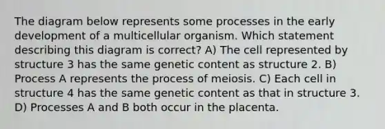 The diagram below represents some processes in the early development of a multicellular organism. Which statement describing this diagram is correct? A) The cell represented by structure 3 has the same genetic content as structure 2. B) Process A represents the process of meiosis. C) Each cell in structure 4 has the same genetic content as that in structure 3. D) Processes A and B both occur in the placenta.