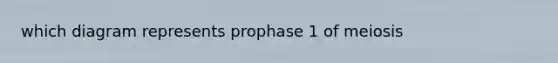 which diagram represents prophase 1 of meiosis